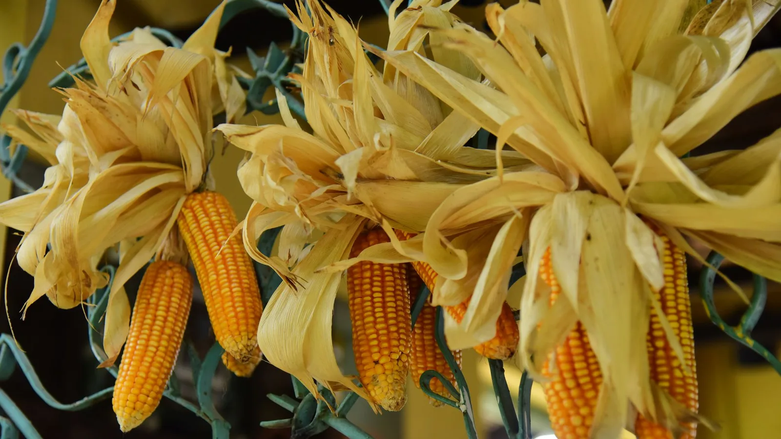 Close-up of dried corn cobs with husks, perfect for harvest-themed visuals.