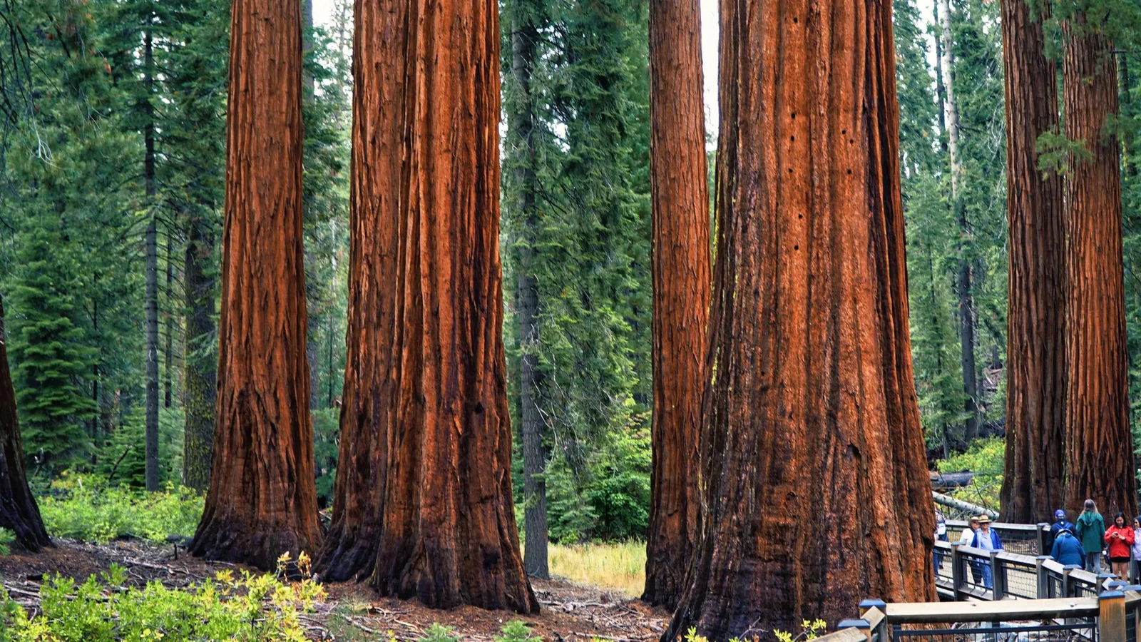 Towering sequoias stand tall in Sequoia National Park, California, USA.